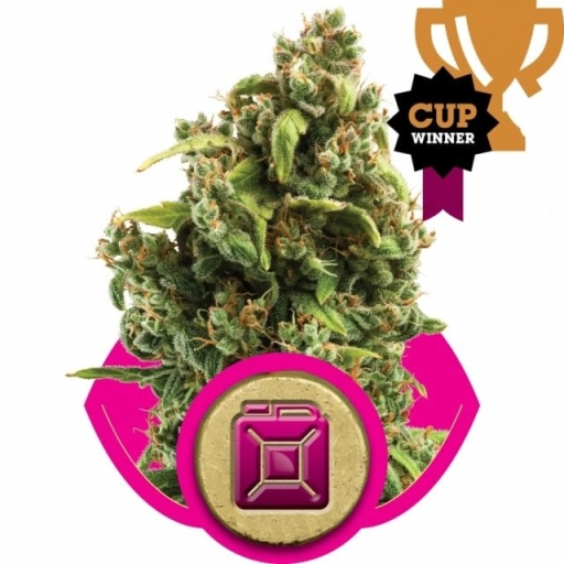 Sour Diesel – Royal Queen Seeds – Feminizowane