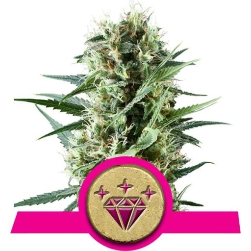 Special Kush #1 – Royal Queen Seeds – Feminizowane