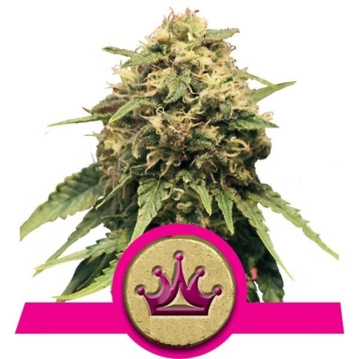 Special Queen #1 – Royal Queen Seeds – Feminizowane