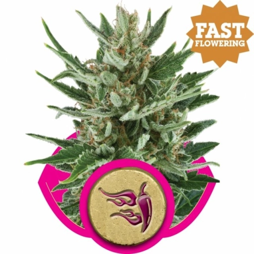 Speedy Chile Fast Version – Royal Queen Seeds – Feminizowane