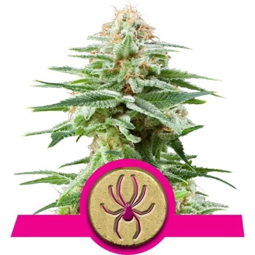 White Widow – Royal Queen Seeds – Feminizowane