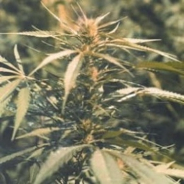 Hawaii Maui Waui Feminized cannabis flower bud by Sativa SeedBank