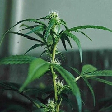 Sweet Sativa Special Regular cannabis flower bud by Sativa SeedBank