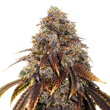 Gelato 41 Feminized cannabis flower bud by Seed Stockers