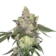 Girl Scout Cookies – Seed Stockers – Feminizowane – Product view 2
