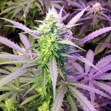 Girl Scout Cookies Auto Autoflowering cannabis flower bud by Seed Stockers