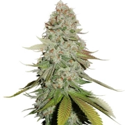 Gorilla Glue – Seed Stockers – Feminizowane – Product view 2