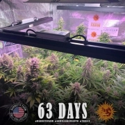 Gorilla Glue Auto – Seed Stockers – Autoflowering