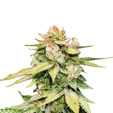 Gorilla Glue Auto Autoflowering cannabis flower bud by Seed Stockers