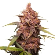 Purple Punch – Seed Stockers – Feminizowane – Product view 2