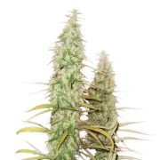 Santa Marta Haze Feminized cannabis flower bud by Seed Stockers