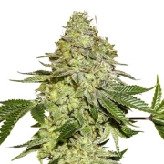 Sherbet Feminized cannabis flower bud by Seed Stockers