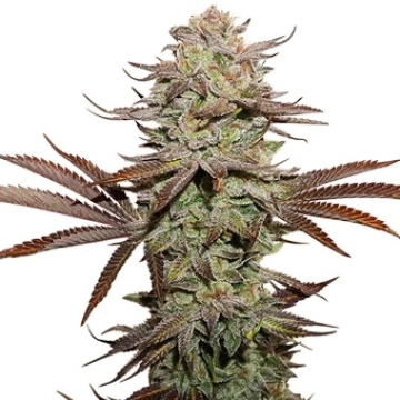 Sticky Fingers Auto Autoflowering cannabis flower bud by Seed Stockers