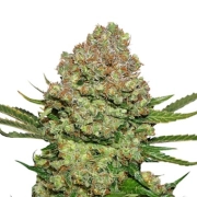 White Widow – Seed Stockers – Feminizowane – Product view 2