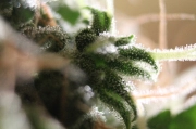 Amnesia Auto Feminised  Autoflowering cannabis flower bud by Seedsman