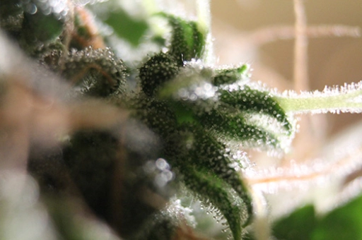 Amnesia Auto Feminised – Seedsman – Autoflowering