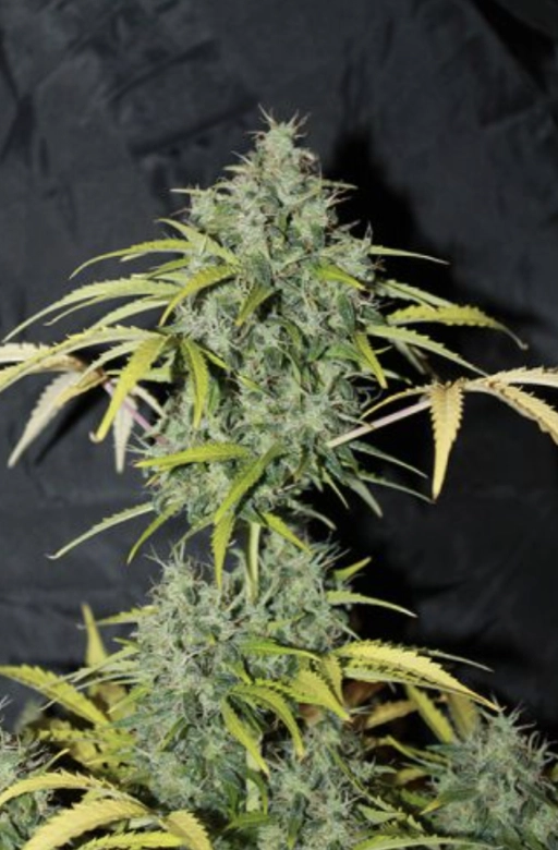 Amnesia – Seedsman – Regularne