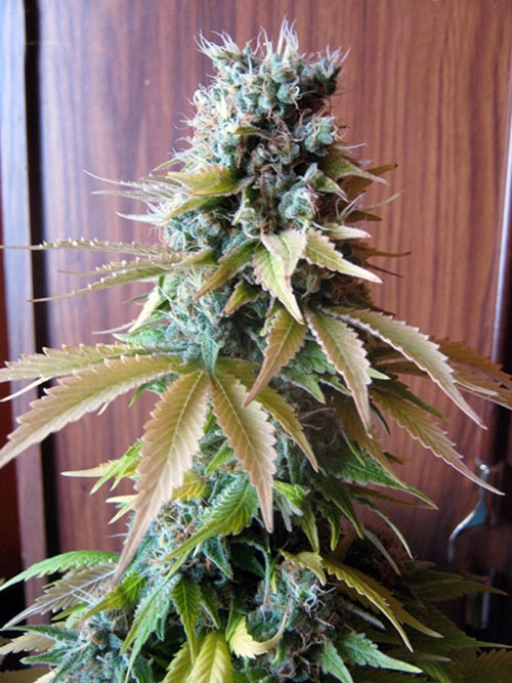 Blueberry – Seedsman – Feminizowane