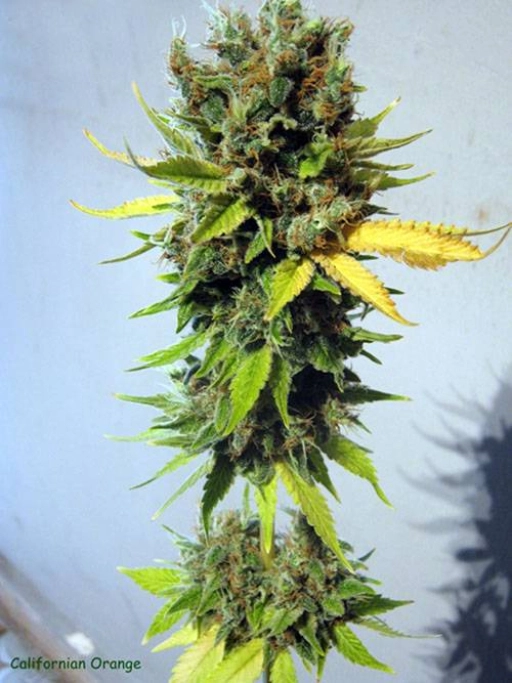 California Orange – Seedsman – Feminizowane