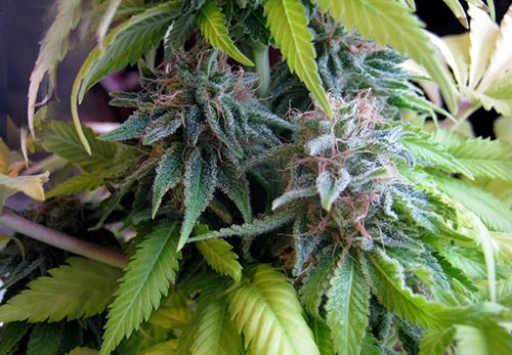 Candy Cream – Seedsman – Feminizowane