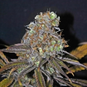 CBD Critical Mass – Seedsman – Feminizowane – Product view 2
