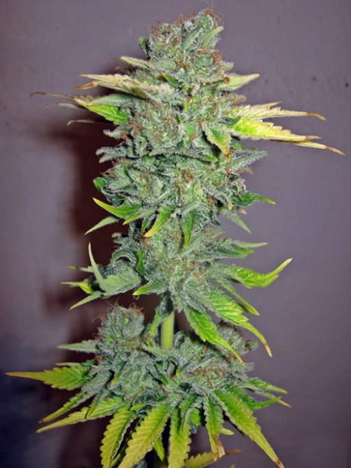 Cheese Feminised – Seedsman – Feminizowane