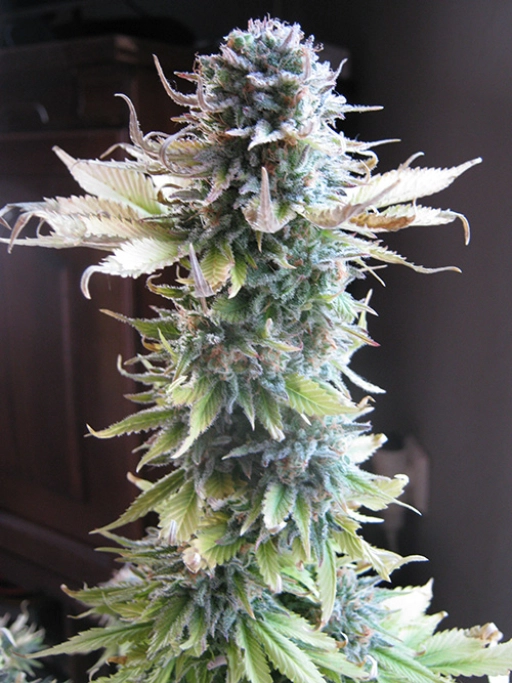 Early Skunk – Seedsman – Feminizowane