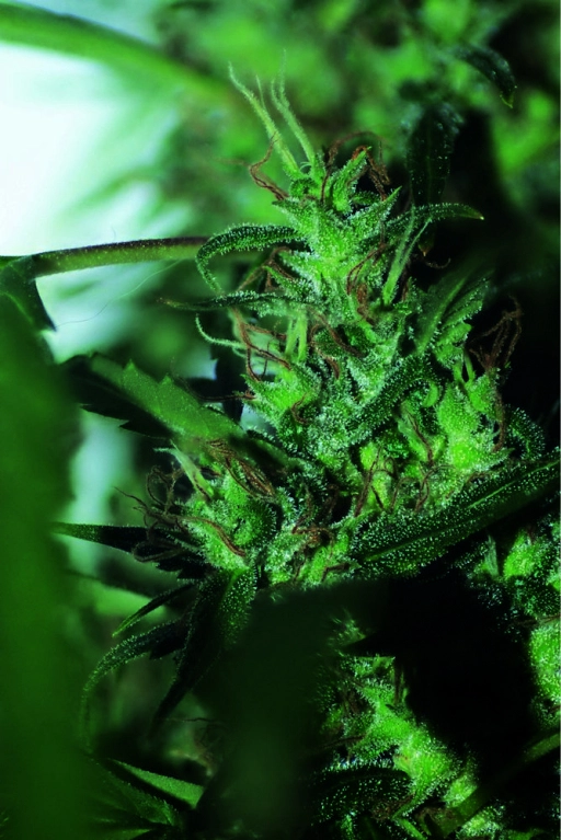 Hash Passion – Seedsman – Regularne