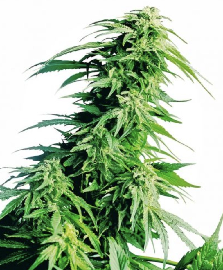 Hindu Kush – Seedsman – Regularne