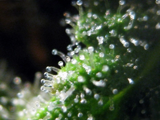 Jack Herrer – Seedsman – Feminizowane