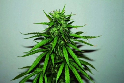 Jungle Wreck – Seedsman – Regularne