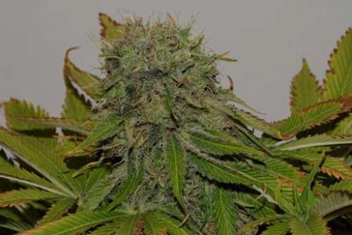 Mama Mia – Seedsman – Feminizowane