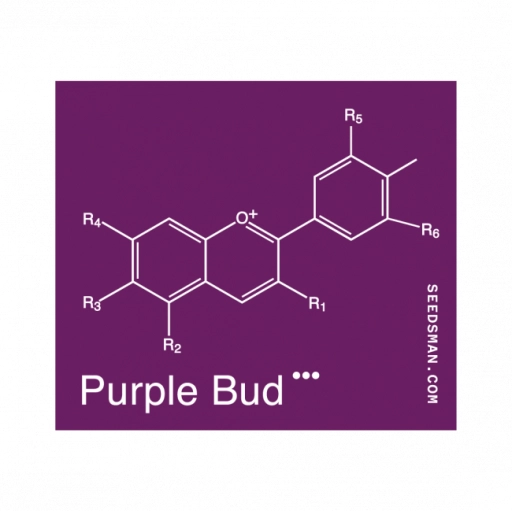 Purple Bud – Seedsman – Regularne