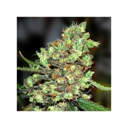 Skunk #1 – Seedsman – Feminizowane