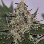 Skunk #1 – Seedsman – Feminizowane – Product view 2