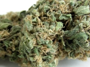 Skunk #1 – Seedsman – Regularne – Product view 2
