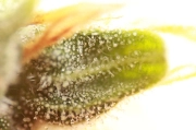 Skunk #1 Auto Autoflowering cannabis flower bud by Seedsman