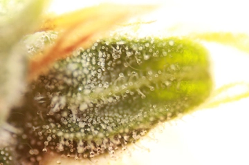 Skunk #1 Auto Autoflowering cannabis flower bud by Seedsman