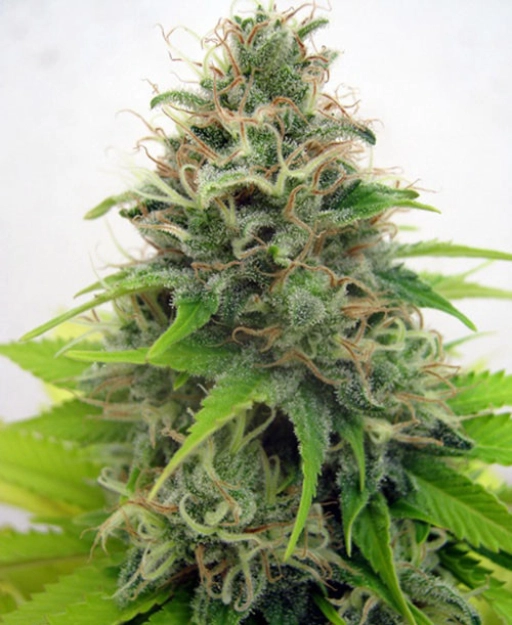 Somango – Seedsman – Feminizowane