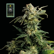 White Widow – Seedsman – Feminizowane – Product view 2