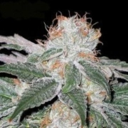 White Widow – Seedsman – Regularne – Product view 2