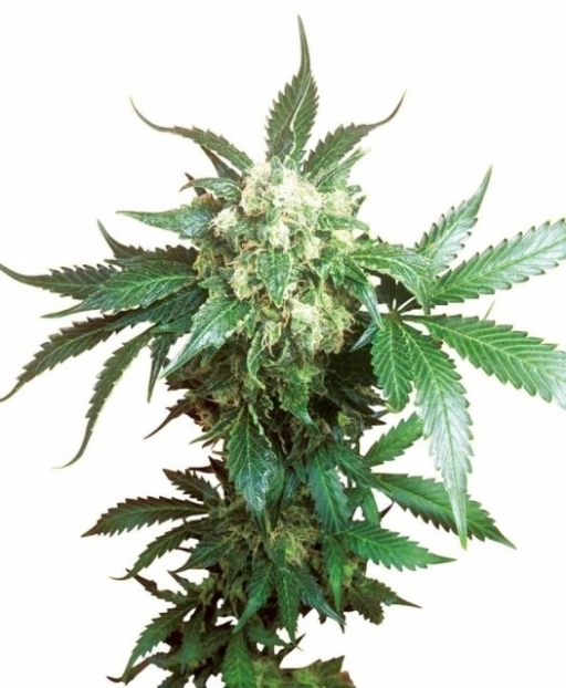 Black Domina – Sensi Seeds – Feminizowane
