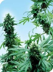Early Skunk Regular cannabis flower bud by Sensi Seeds