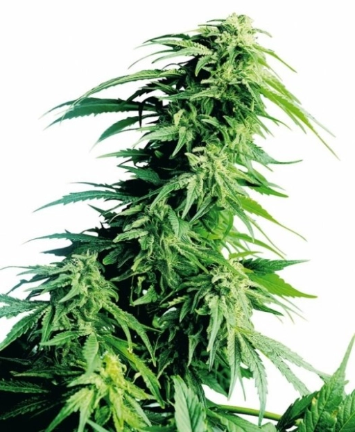 Hindu Kush – Sensi Seeds – Feminizowane