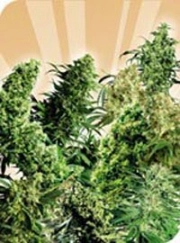 Indoor Mix Regular cannabis flower bud by Sensi Seeds