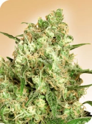Maple Leaf Indica Regular cannabis flower bud by Sensi Seeds