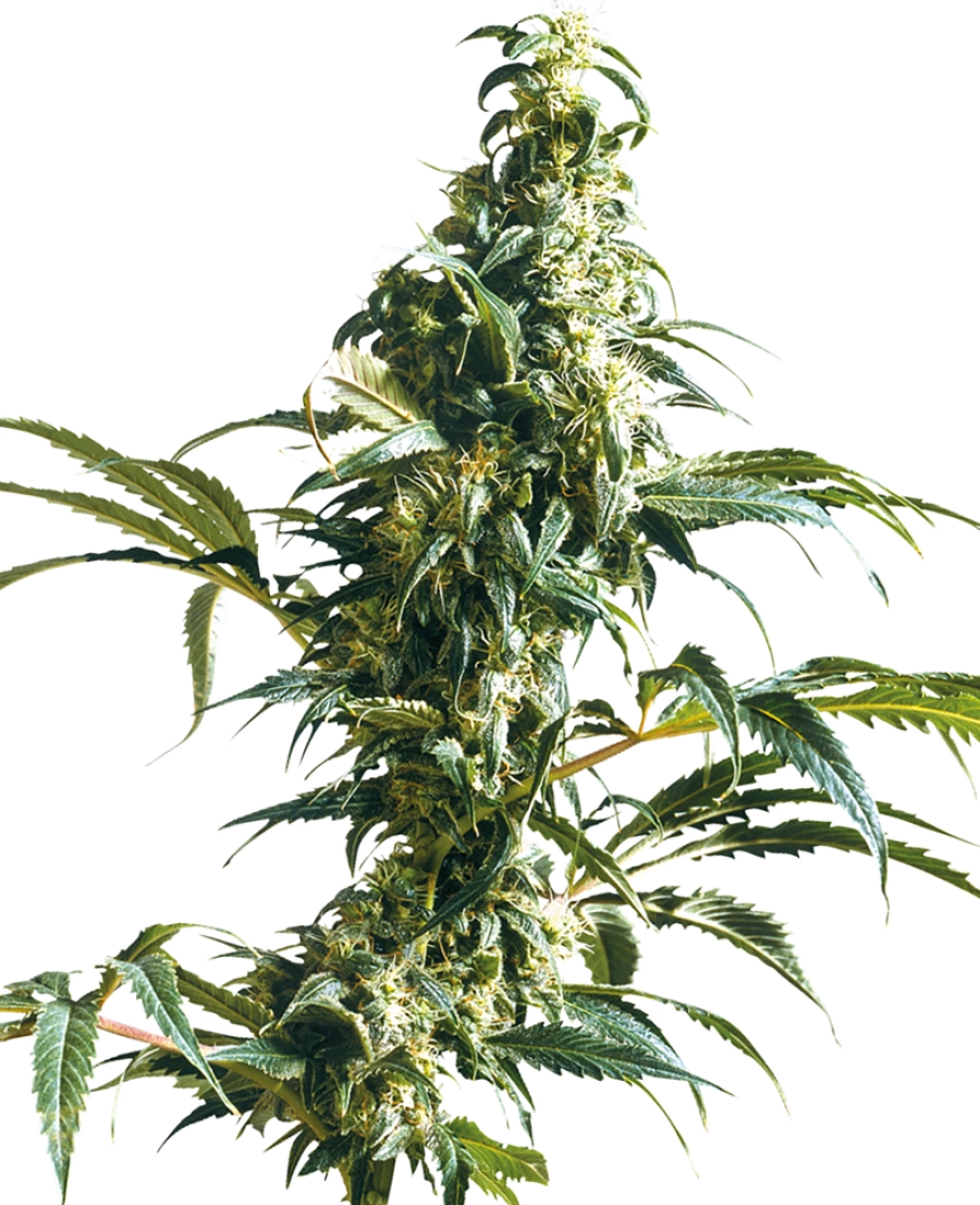 Mexican Sativa – Sensi Seeds – Feminizowane