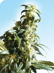 Mexican Sativa Regular cannabis flower bud by Sensi Seeds