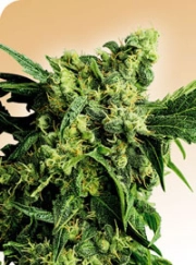Mr Nice G13 x Hash Plant Regular cannabis flower bud by Sensi Seeds