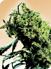 Northern Lights #5 x Haze Regular cannabis flower bud by Sensi Seeds